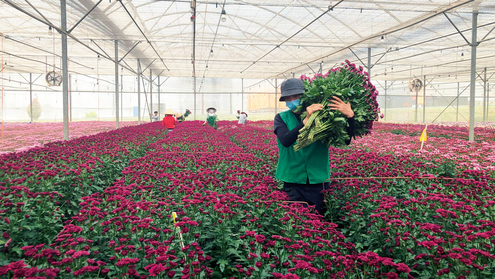 flower cultivation vietnam