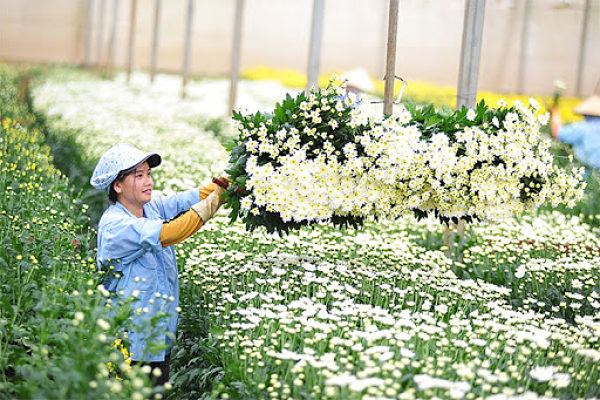 flower market vietnam